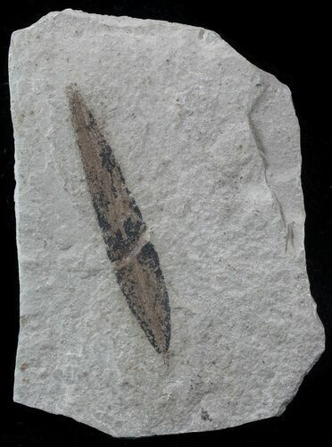 Fossil Cedrelospermum Leaf - Green RIver Formation #57246